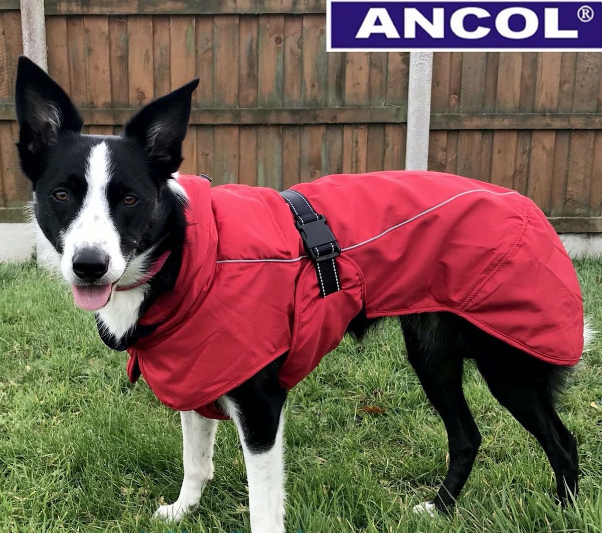 Ancol - Extreme Blizzard koiran takki, unisex malli